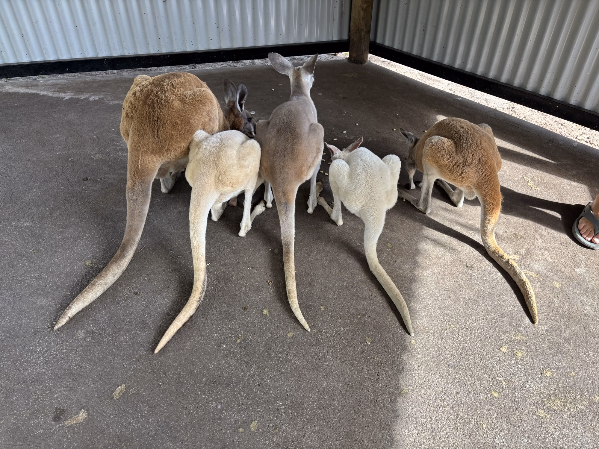 カバシャム・ワイルドライフ・パークで並ぶカンガルーの後ろ姿